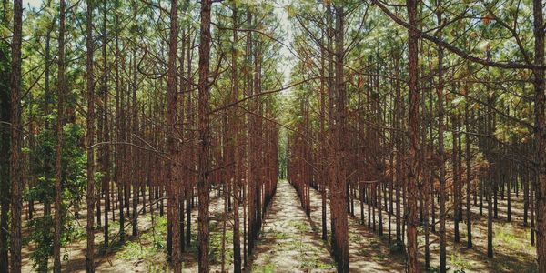 kompensacja emisji w przemyśle db energy